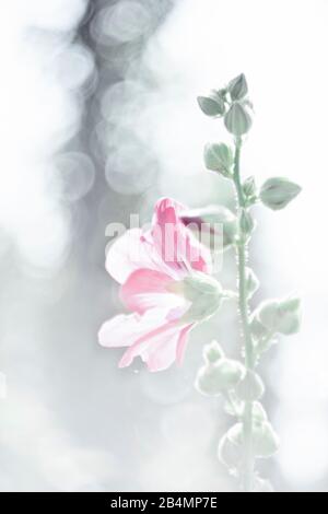 Sommer in Bayern. Impressionen aus dem Alpenvorland: Hollyhock in einem Hüttengarten, Hintergrundbeleuchtung. Stockfoto