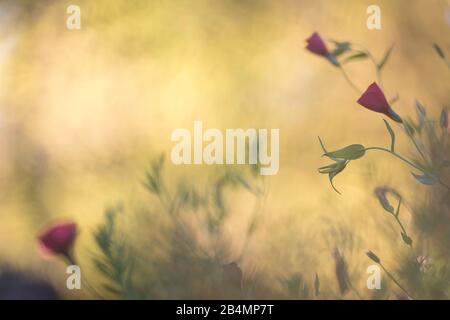 Sommer in Bayern. Impressionen aus dem Alpenvorland: Roter Flachs in einem Bauerngarten. Stockfoto