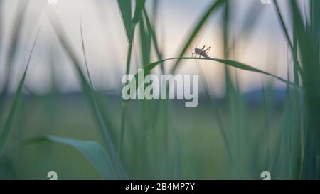 Sommer in Bayern. Eindrücke aus dem Alpenvorland: Heuschrecken im Schilf Stockfoto