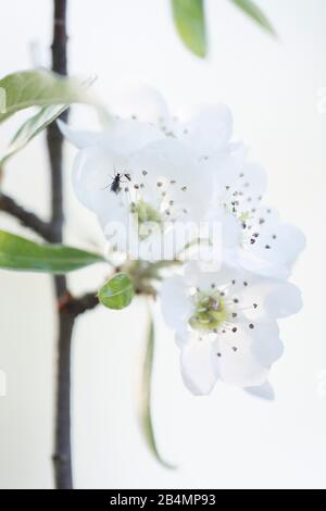 Sommer in Bayern. Eindrücke aus dem Alpenvorland: Birnblüte in einem Hüttengarten Stockfoto