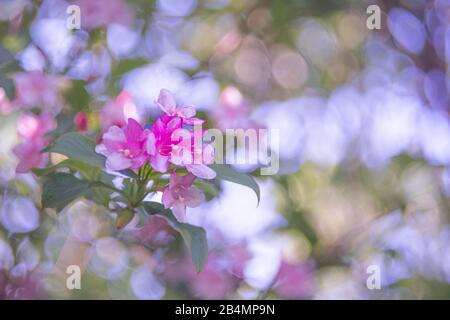 Sommer in Bayern. Eindrücke aus dem Alpenvorland: Azalea in einem Hüttengarten, Bokeh kreist im Hintergrund Stockfoto