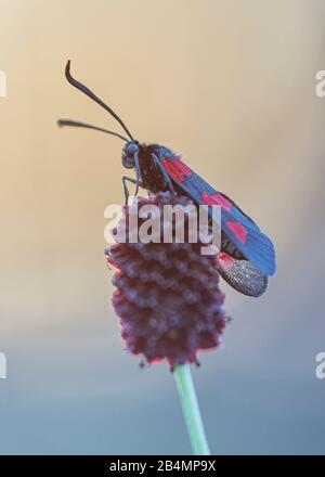 Sommer in Bayern. Eindrücke aus dem Alpenvorland: Burnett auf einer Anlage Stockfoto