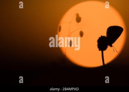 Sommer in Bayern. Impressionen aus dem Alpenvorland: Schmetterlingsilhouette bei Sonnenuntergang Stockfoto