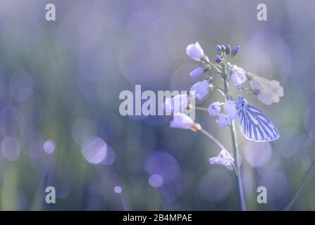 Sommer in Bayern. Eindrücke aus dem Alpenvorland: Schmetterling (weißer Baum) auf Wiesenschaum zwischen Taupunkeln in der Morgensonne. Stockfoto