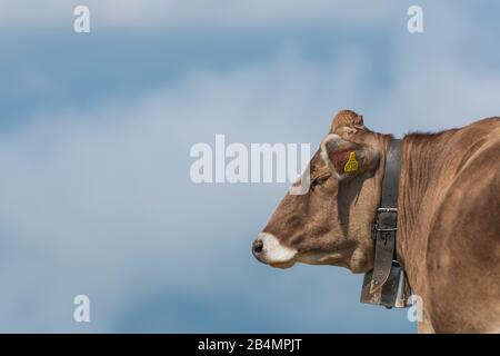 Sommer in Bayern. Eindrücke aus dem Alpenvorland: Bergwanderung auf der Hörnle. Kuh mit Kuhglocke, Tierporträt. Stockfoto