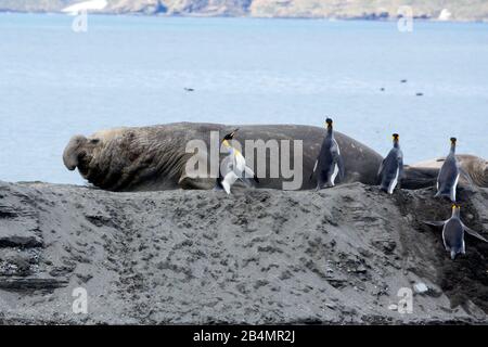 Stier-Aufladung des Southern Elephant Seal durch King Penguins auf der Sandbank, die einige von der Bank, St. Andrews Bay, Südgeorgien, abschieben Stockfoto