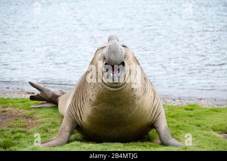 Southern Elephant Seal, Grytviken, Südgeorgien Stockfoto