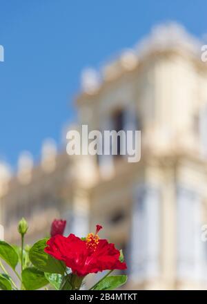 Eines Tages in Málaga; Impressionen aus dieser Stadt in Andalusien, Spanien. Hibiscus blüht vor einem historischen Gebäude. Stockfoto