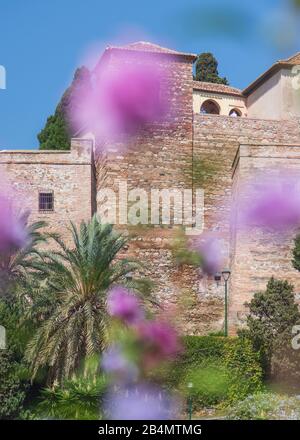 Eines Tages in Málaga; Impressionen aus dieser Stadt in Andalusien, Spanien. Die Alcazaba mit Blumen im Vordergrund. Stockfoto