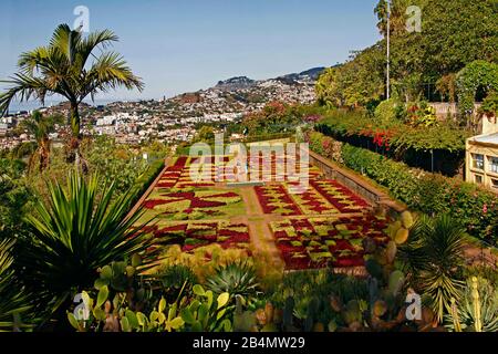 Botanischer Garten, jardim Botânico, Funchal, Madeira, Portugal Stockfoto