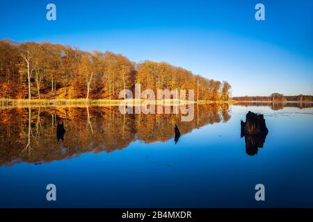 Deutschland, Mecklenburg-Vorpommern, Müritz-Nationalpark, Teilgebiet Serrahn, Schweingartensee im Herbst, bunter Wald spiegelt sich Stockfoto