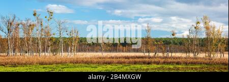 Deutschland, Mecklenburg-Vorpommern, Müritz-Nationalpark, Teufelsbruch, bog im Herbst, Panorama Stockfoto