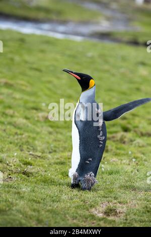 King Penguin (Aptenodytes patagonicus), Kolonie Cooper Bay, Südgeorgien Stockfoto