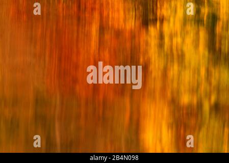 Bunte Herbstblätter spiegeln sich in den Farben des Herbstes im klaren Wasser des Walchensees wider Stockfoto