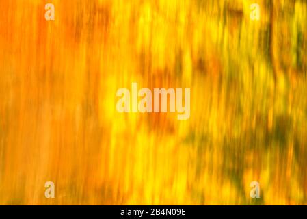 Bunte Herbstblätter spiegeln sich in den Farben des Herbstes im klaren Wasser des Walchensees wider Stockfoto