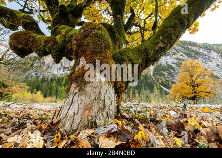 Blick vom Boden eines alten Ahorn-Baumes mit viel Moos im Karwendel Stockfoto