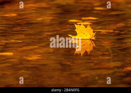 Ein einzelnes Ahorn-Blatt treibt in einem herbstlichen Bach auf der Wasseroberfläche Stockfoto