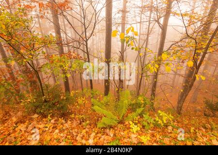 Waldrand am Hang im Nebel mit bunten Herbstfarben Stockfoto