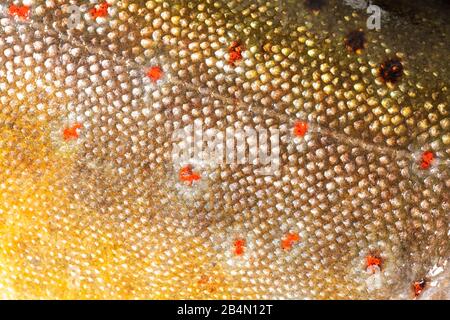 Fischhaut oder Muster der Bachforelle Stockfoto