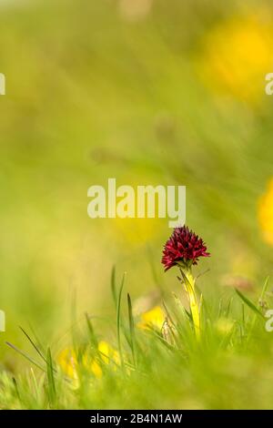 Schwarze Vanilleorchidee (Kohlblüte nigra) im Karwendel auf einer grünen Wiese. Stockfoto