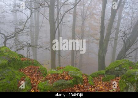 Bergwald mit Morgennebel im Herbst, Katzenbuckel, Waldbrunn, Odenwald, Baden-Württemberg, Deutschland Stockfoto