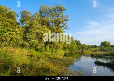 Seitenarm der Isar, Naturschutzgebiet Isarauen bei Geretsried, Bayern, Deutschland Stockfoto