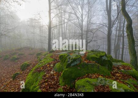 Bergwald mit Morgennebel im Herbst, Katzenbuckel, Waldbrunn, Odenwald, Baden-Württemberg, Deutschland Stockfoto