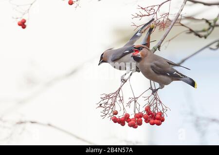 Waxwing, Bombycilla garrulus, Mecklenburg-Vorpommern, Deutschland, Wintergast, mit Rowbeeren Stockfoto