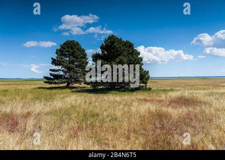 Die Tiefebene der Insel Hiddensee mit einzelnen Bäumen auf der natürlichen Wiese, Sommer an der Ostsee und Gräser im Tiefland einer Insel, schöne Wolken am Ostseestrand, lange Schatten eines Baumes auf einer Wiese im Sommer Stockfoto