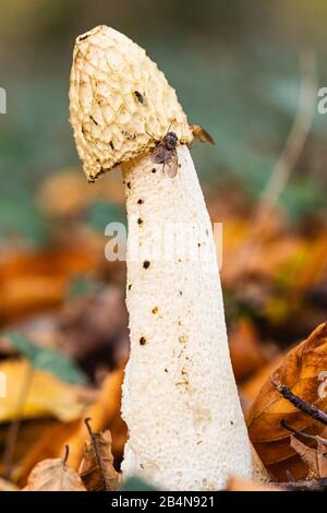 Gewöhnliches Stinkhorn, Phallus impudicus (Phallaceen) Stockfoto