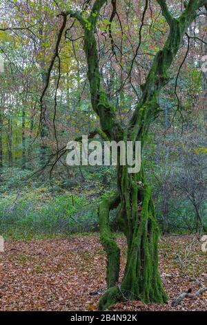 Ein großer alter buchen (Fagus sylvatica) im Herbst, ohne Blätter. Mit Moos bedeckt, Emsland, Biener Busch Stockfoto