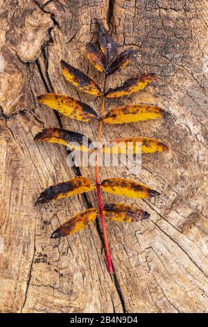 Herbstliches Rowblatt auf Holzhintergrund Stockfoto