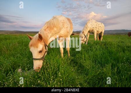 Weißes Pferd steht auf einem grünen Feld. Naturkomposition. Stockfoto