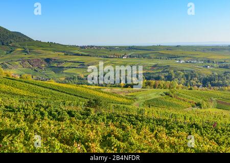 Frankweiler, Weinberg, Blick auf das Dorf Frankweiler an der Deutschen Weinstraße, Rheinland-Pfalz, Deutschland Stockfoto