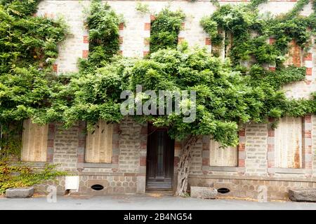 Chinesische Wisteria überwuchert die Vorderseite eines verlassenen Apartmentgebäudes in Pontorson, Basse-Normandie Stockfoto