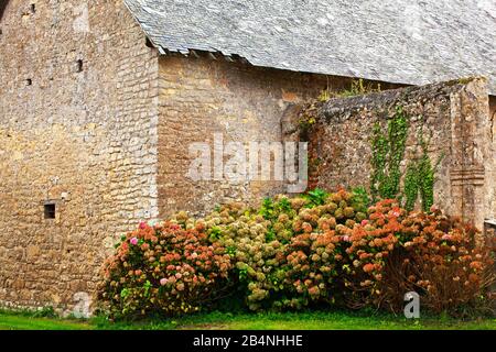 Hydrangeas auf einem alten Bauernhof in der Nähe von Omaha Beach in der Normandie bei Colleville-sur-Mer und Saint-Laurent-sur-Mer Stockfoto