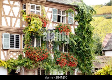 Turckheim ist eine französische Gemeinde im Elsaß. Das Departement Haut-Rhin in der Region Grand EST. Historisches Gebäude aus dem Jahr 1540. Stockfoto