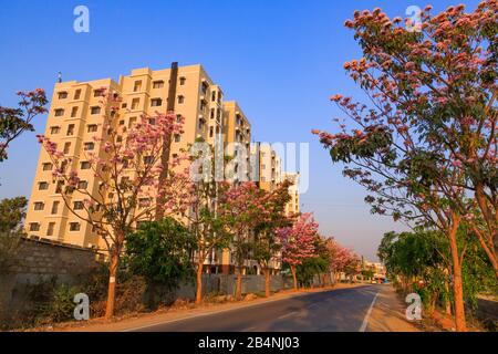 Eine Straße in Bangalore City, die von wunderschönen Bäumen mit Pinkblüten flankiert wird - fotografiert während der Frühlingssaison Stockfoto