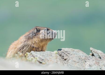 Marmot, Marmota marmota, Großglockner Hochalpenstraße, Salzburg, Österreich, Jungtier hinter Felsen Stockfoto