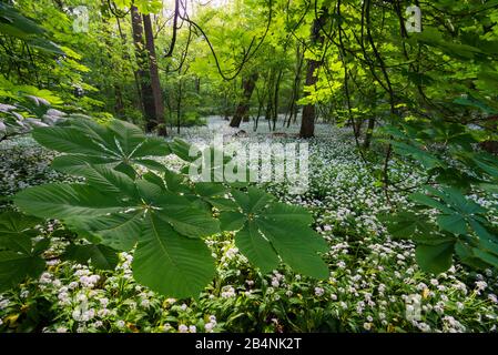 WildKnoblauchblüte im Donau-Überschwemmungsgebiet in Oberösterreich bei Haslau an der Donau, Nationalpark Donau-Auen Stockfoto