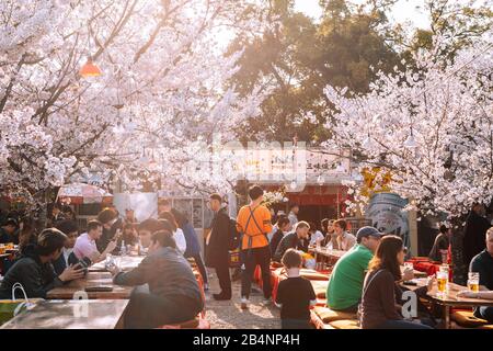 Kyoto, Japan - 8. April 2019: Kirschblütenfest im Maruyama-Park Stockfoto