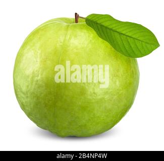 Guava-Frucht isoliert auf weißem, guava Beschneidungspfad Stockfoto