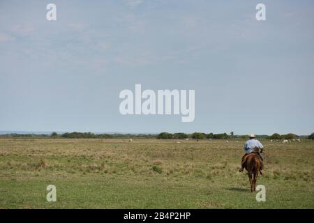 Aquidauana, Mato Grosso do Sul, Brazl - 07. September 2016: Pantaneiro reitet ein Pferd entlang des Feuchtgebietes Stockfoto