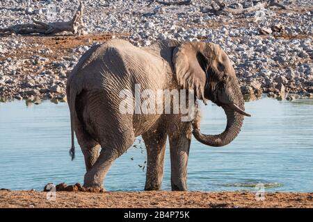 Elefantenschlamm Baden, Mit seinem Trunk im Okaukuejo Waterhole im Etosha-Nationalpark, in Namibia, Afrika Sprühen Stockfoto