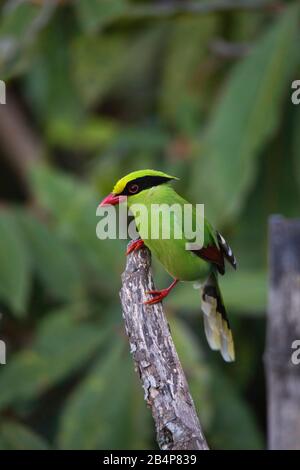 Grüne Magpie, Cissa chinensis, Okre, Sikkim, Indien Stockfoto