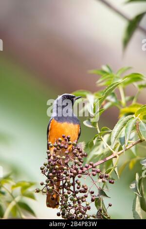 Hodgsons Redstart, Phoenicurus hodgsoni, Gurudonmar, Sikkim, Indien Stockfoto