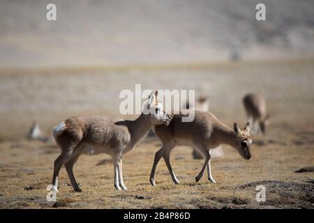 Tibetische Gazelle, Procapra picticaudata, Gurudonmar, Sikkim, Indien Stockfoto