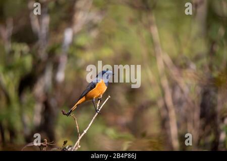 Redstart mit blauer Vorderseite, Phönicurus frontalis, Pangolekha Wildlife Sanctuary, Sikkim, Indien Stockfoto