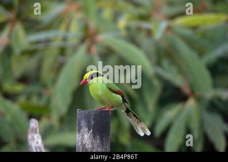 Grüne Magpie, Cissa chinensis, Okre, Sikkim, Indien Stockfoto