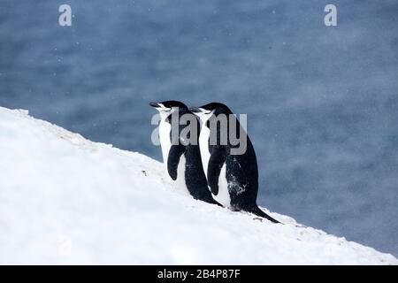 Chinstrap Penguin (Pygoscelis antarcticus) auf Orne Island, Antarktis Stockfoto